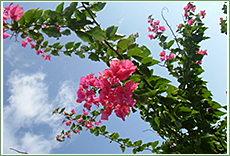 ハーブ&キッチンガーデン風景2