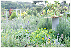 ハーブ&キッチンガーデン風景3