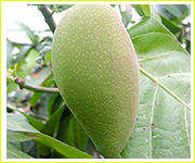 キンコウマンゴー