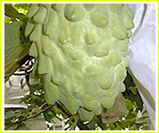 アテモヤ(森のアイスクリーム)