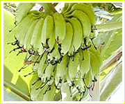 島バナナ