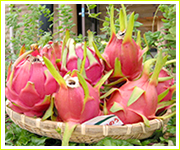 ドラゴンフルーツ