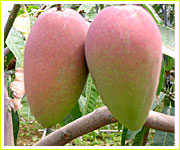 コウリュウマンゴー