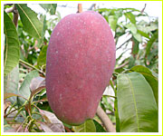 赤キンコウー(玉文)