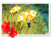 与論島ダイビングポイント